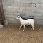 عرض معز بيشيه واحد حصب واحد مضرع اله شهرين