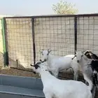 تيوس بيشيات