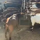 بهم تيوس وعنقان