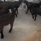تيوس