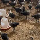 صوص فيومي للبيع الموقع الاسياح