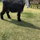 تيس عارضي خصم