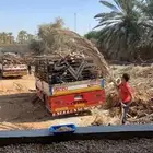 جريد (سعف)نخل كميات كبيره جودة وسعر