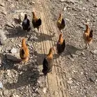 دجاج للبيع