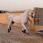 حصان واهو فحل مربط