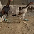 زوج شامو ياباني