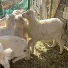 طليان ورخال تربيه