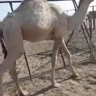 قعود