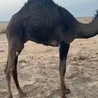 قعدان للبيع سمان كفو