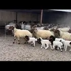 غنم نعيم مطافيل