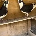 حمام قطيفي للبيع