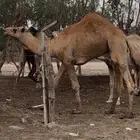قعود ثني كفو كفو مشروط وله انتاج فاخر