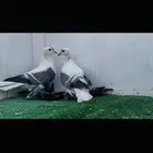 طبه سوالو Top