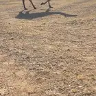 لقيه صفراء باتليه.