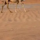 ناقه شقحاء ضريبه
