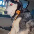 كلبه هاسكي للبيع أليفه ولعوبه وهاديه واتوقع حامل الجنس أنثى