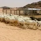 ضان دفيع عدد 45 راس