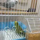 عصافير زينه