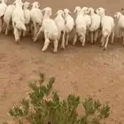 بهم