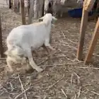 خروف فحل