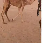 مفروده تحقق