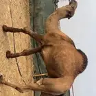 جمل اصفر باكستاني (تم البيع)