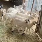 طليان ورخال