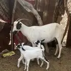 معزاء بيشيات بنات بعض