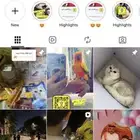 اوتيل قطط جدة. و طيور