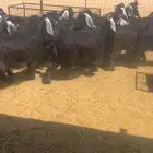 جفرات عوارض