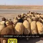 ذبايح عرعر مع خدمة الذبح وتوصيل مجاني