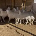 جذعات (( حرش))