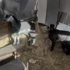 تيوس سمان للبيع
