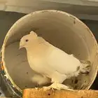 جوز تركي الفين دبل كرست