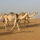 ناقه لقاح