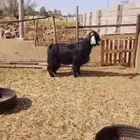 تيس عارضي فحل