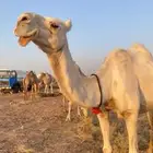 ناقة وضحى طيبه
