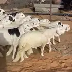سواكن شحم فل