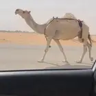 ضروبه ضريبه شقحا طيبه