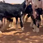 رخال نجد صنف