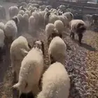 بهم نعيم تربيه 75