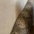 مراكي