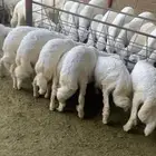 خرفان حري أسنانها من 3 اشهر الى5 اشهر العدد مايقارب70 راس