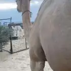 خلفه