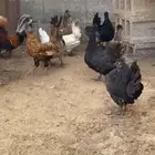 للبيع دجاج حباحب و كوبرا وحمام ودجاج هندي وسبرايت