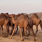 بكار سواحل (( تم البيع ))