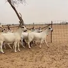 معزاء بيشيات