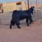 غنم