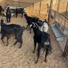 للبيع المعزا عدد 10