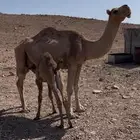 ناقه خلفه خواره مدحور حليب وافر و طبع ماشاءالله
